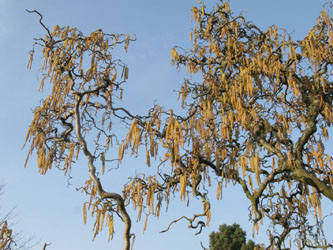 Corylus_avellana_Contorta_270314_ja06.jpg