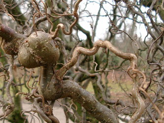 Corylus_avellana_Contorta_VD06.jpg