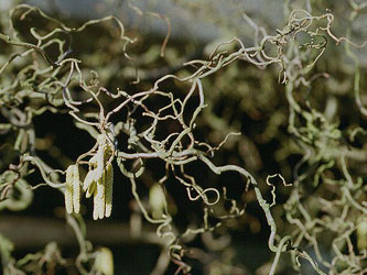 Corylus_avellana_Contorta_ja01.jpg