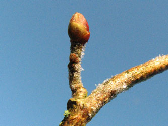 Corylus_avellana_Knospe_VD05.jpg