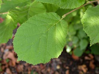 Corylus_avellana_ho01.jpg