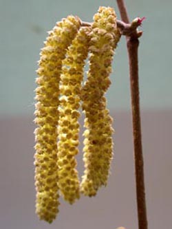 Corylus_avellana_ho06.jpg