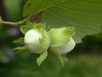 Corylus_avellana_ho09.jpg