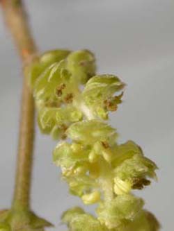 Corylus_avellana_ho36.jpg