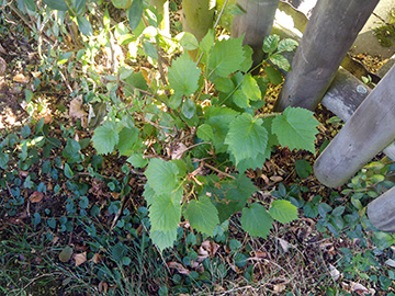 Corylus_colurna_BO-Ehrenfeld_180718_ja01.jpg