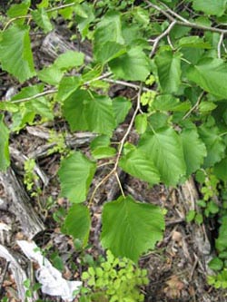 Corylus_colurna_BOInnenstadt170710_ja01.jpg