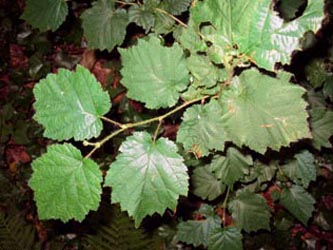 Corylus_colurna_BORechenerPark240610_ja01.jpg