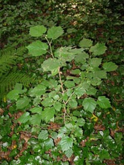 Corylus_colurna_BORechenerPark240610_ja02.jpg