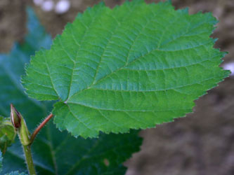 Corylus_colurna_BORichardstr260910_CB02.jpg