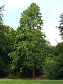 Corylus_colurna_BOStadtpark230707_ja02.jpg