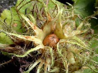 Corylus_colurna_Frucht_ho01.jpg