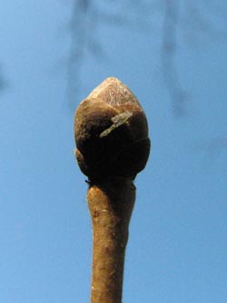 Corylus_colurna_Knospe_BGBP_VD01.jpg