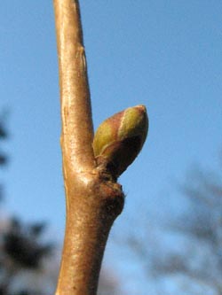 Corylus_colurna_Knospe_BGBP_VD03.jpg