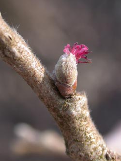 Corylus_colurna_Knospen_BO_ja04.jpg