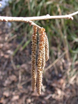 Corylus_colurna_Knospen_BO_ja06.jpg