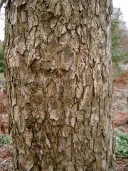 Corylus_colurna_Rinde_VD02.jpg