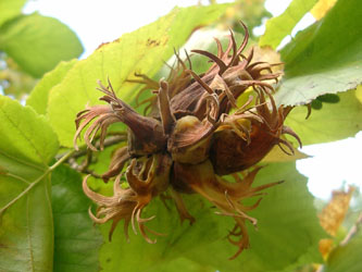 Corylus_colurna_VD01.jpg