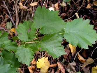 Corylus_colurna_ho01.jpg