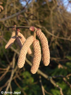 Corylus_maxima_BOStadtpark311208_ja02.jpg