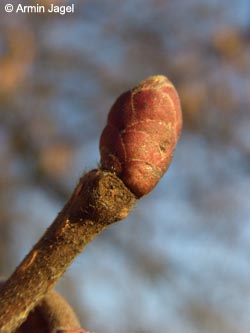 Corylus_maxima_BOStadtpark311208_ja03.jpg