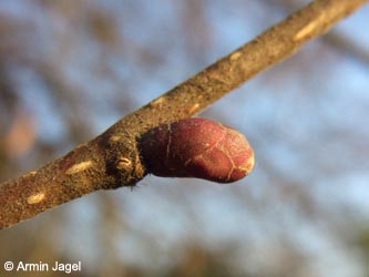 Corylus_maxima_BOStadtpark311208_ja04.jpg