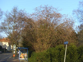 Corylus_maxima_BOStadtpark311208_ja08.jpg