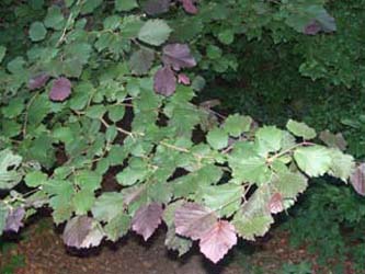 Corylus_maxima_HERLangeloh280607_ja03.jpg