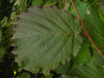 Corylus_maxima_Purpurea_Blatt_BN_VD08.jpg