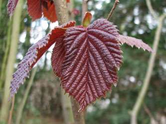 Corylus_maxima_Purpurea_Weitmar_090410_VD01.jpg