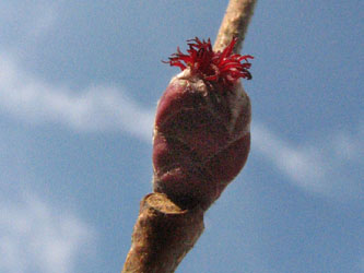 Corylus_maxima_Rubra_070309_VD01.jpg