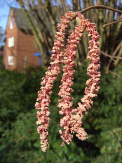 Corylus_maxima_stadtpark100208_ja19.jpg