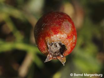 Crataegus_calycina_Poeppelsche180812_BM01.jpg