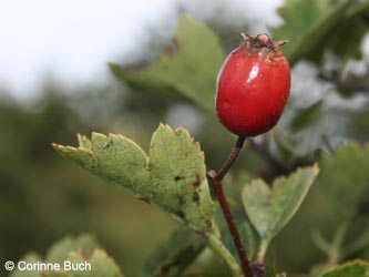 Crataegus_calycina_Poeppelsche_IMG_9631_CB.jpg