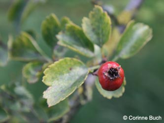 Crataegus_calycina_Poeppelsche_IMG_9632_CB.jpg