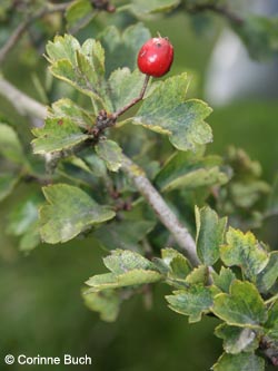 Crataegus_calycina_Poeppelsche_IMG_9641_CB.jpg