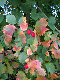 Crataegus_coccinea_BOEppendorf250910_ja02.jpg