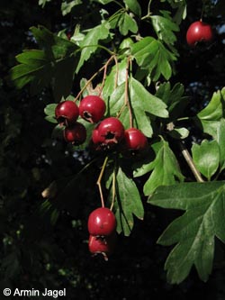 Crataegus_domicensis_BOEppendorf250910_ja03.jpg