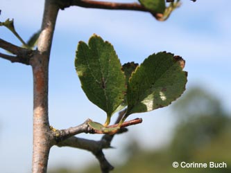 Crataegus_laevigata_Poeppelsche_IMG_9873_CB.jpg