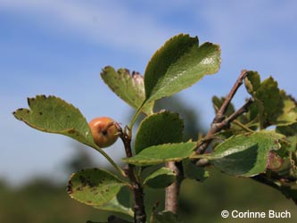 Crataegus_laevigata_Poeppelsche_IMG_9875_CB.jpg