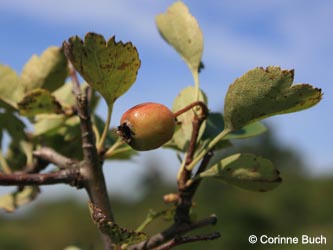 Crataegus_laevigata_Poeppelsche_IMG_9877_CB.jpg