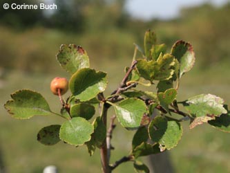 Crataegus_laevigata_Poeppelsche_IMG_9879_CB.jpg