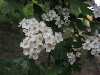 Crataegus_monogyna_Wattenscheid160515_ja22.jpg