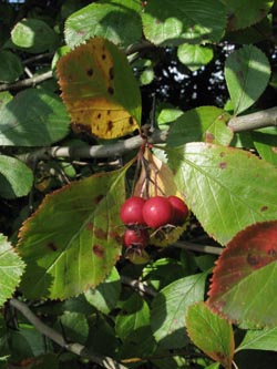 Crataegus_persimilis_BOEppendorf250910_ja03.jpg
