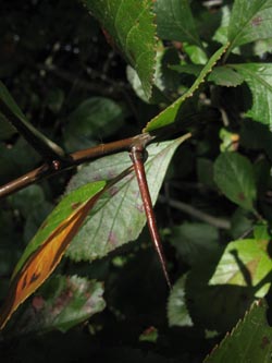 Crataegus_persimilis_BOEppendorf250910_ja05.jpg