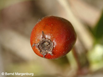 Crataegus_subsphaericea_Poeppelsche180812_BM01.jpg