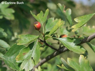 Crataegus_subsphaericea_Poeppelsche_IMG_9719_CB.jpg