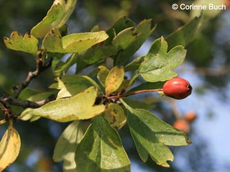 Crataegus_subsphaericea_Poeppelsche_IMG_9727_CB.jpg