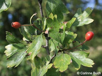 Crataegus_subsphaericea_Poeppelsche_IMG_9731_CB.jpg