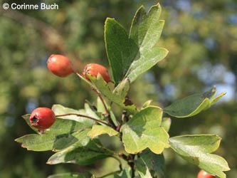 Crataegus_subsphaericea_Poeppelsche_IMG_9734_CB.jpg