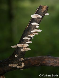 Crepidotus_variabilis_BoevinghauserBachtal141012_CB03.jpg